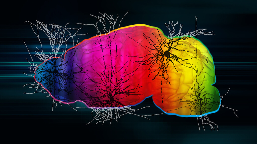 Abstract mouse brain image with neuron renderings