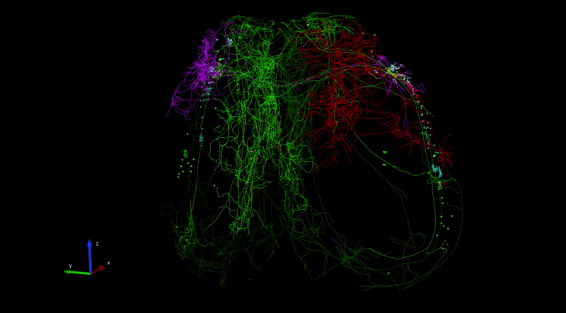 Complete, brain-wide reconstructions of several different types of mouse neurons in 3D. A new study led by researchers at the Allen Institute in collaboration with Wenzhou Medical University and Southeast University in China, captured the detailed complete 3D shapes of more than 1,700 individual neurons in the mouse brain, the largest dataset of its kind to date. Shown here, neurons in the structure known as the claustrum send long processes called axons in a crown-like fashion around the entire circumference of the neocortex. Each color represents a different individual neuron.