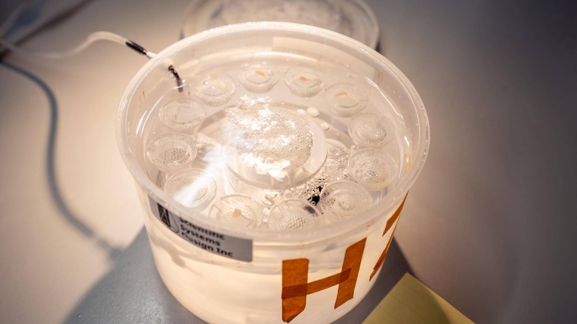Close-up of clear deli container with decorative pattern and two insects on white surface