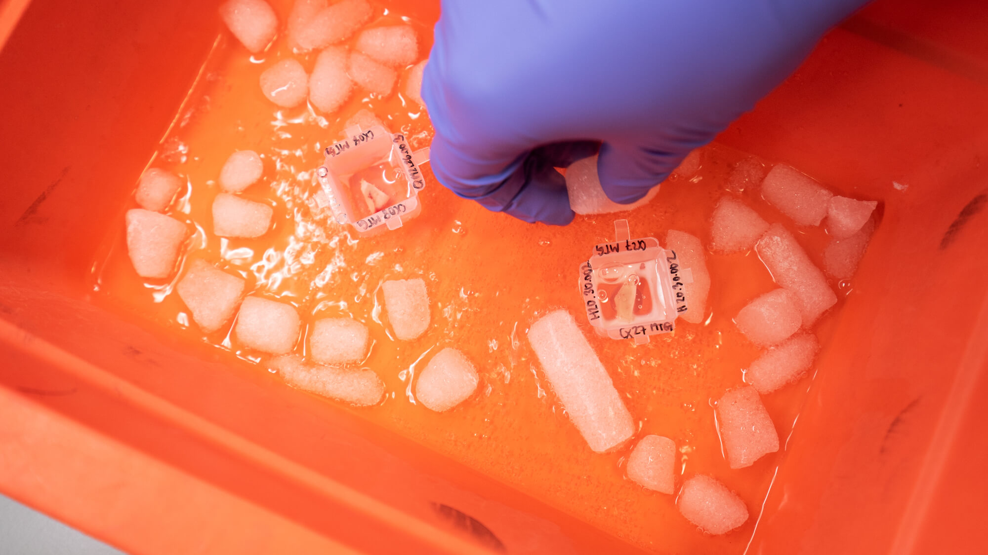 Ice cubes melting in bright orange and purple colored container with water