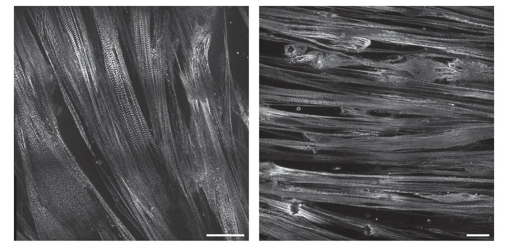 Black and white microscopic images showing fibrous textile structures with detailed woven patterns.
