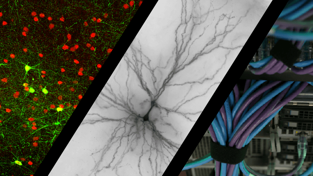 Three scientific images: fluorescent microscopy cells, branching neural network, and blue-purple fiber optics cables.