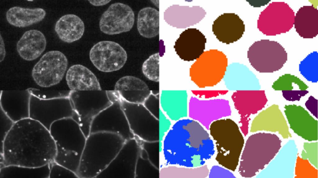 Microscopic cells in grayscale on left; colorful cell segmentation map on right.