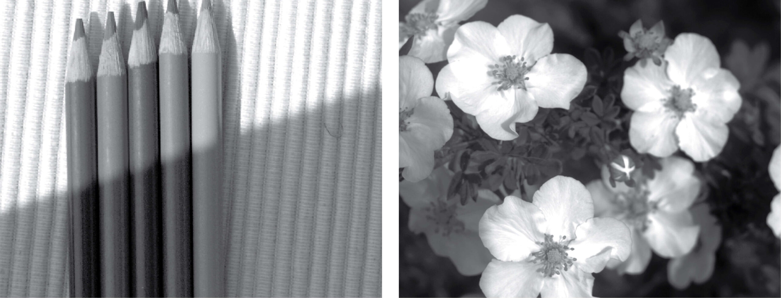 Black and white image: pencils with gradient shading and small delicate flowers with stamens