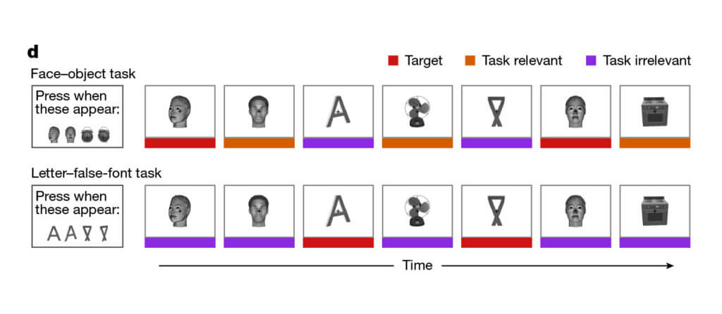 Face and letter recognition task with targets and irrelevant stimuli over time