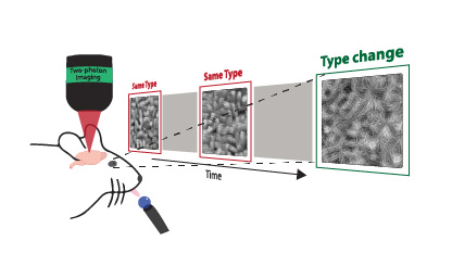 Microscopy illustration showing material transformation over time through progressive type change
