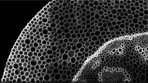 This image of Convallaria, also known as lily of the valley, was converted from a mosaic file to a more standard image format using AICSImageIO, a new open-source software developed by the Allen Institute for Cell Science.