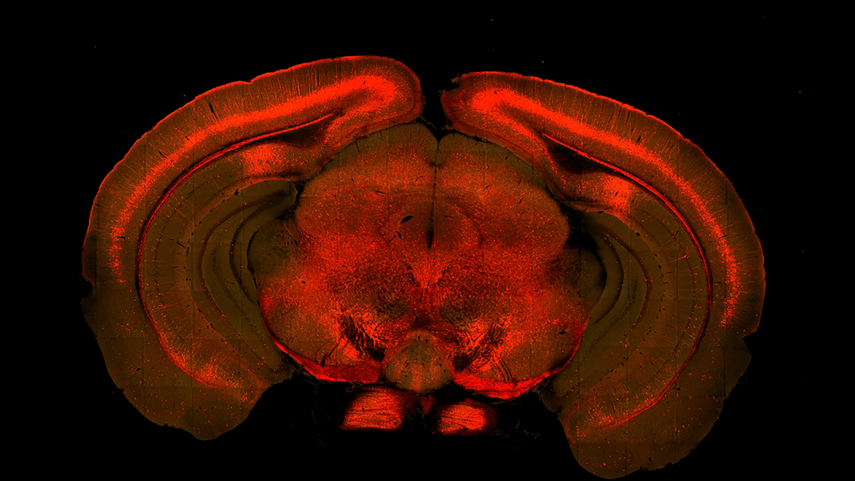 Red and brown glowing crab viewed from above against a black background.