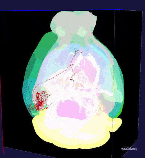 A single excitatory neuron colored in red, reaching to communicate with other areas of the brain