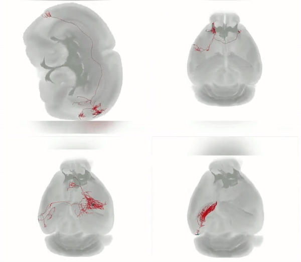 Four full reconstructions of neurons from different regions in the mouse brain. Their arms extend to and communicate with a variety of different areas in the cortex, the brain's outer shell. These neurons are thought to be involved with sensory perception, motion, and learning and memory. 