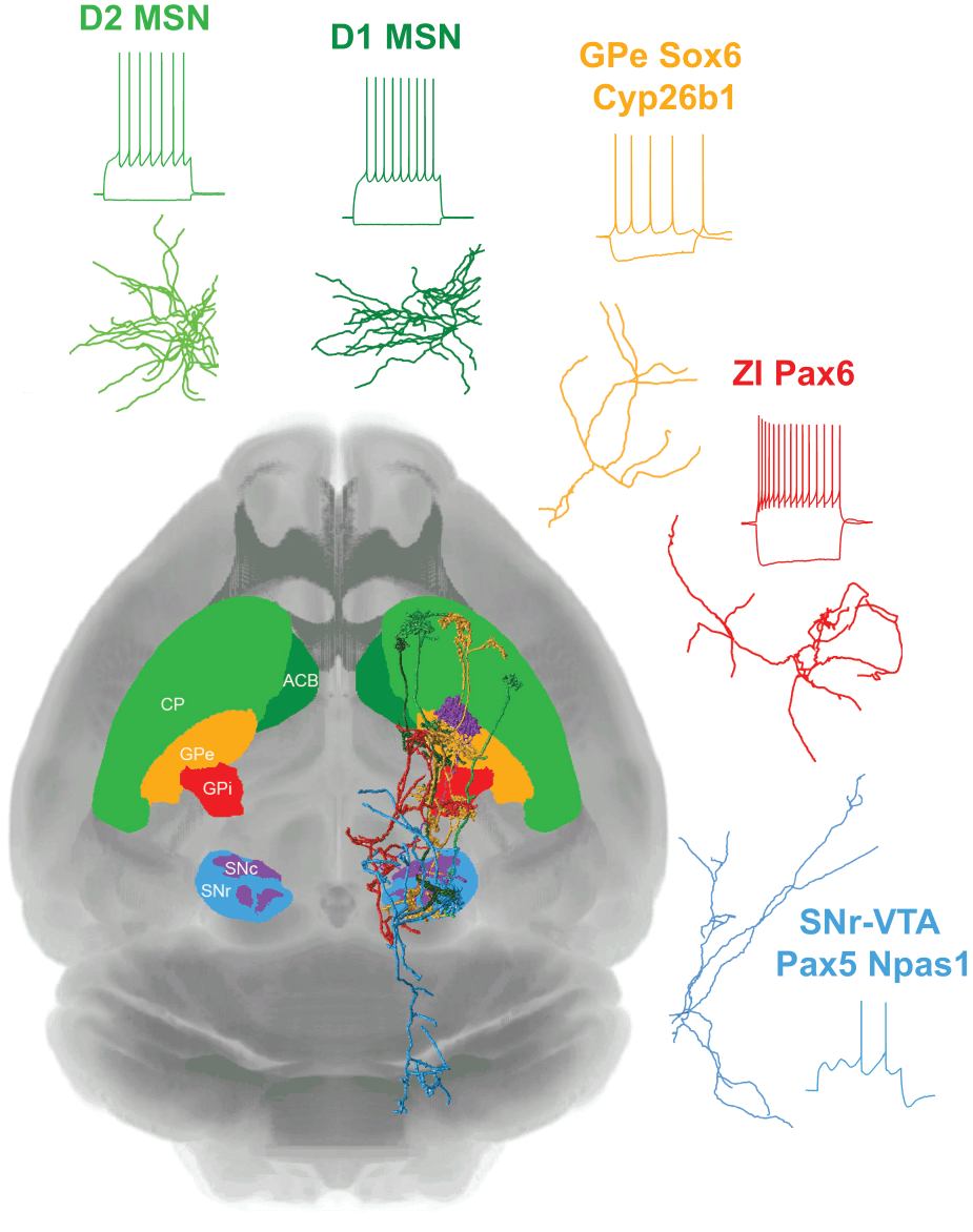 Brain cross-section showing dopamine pathways with colored neural circuits and cell type diagrams labeled