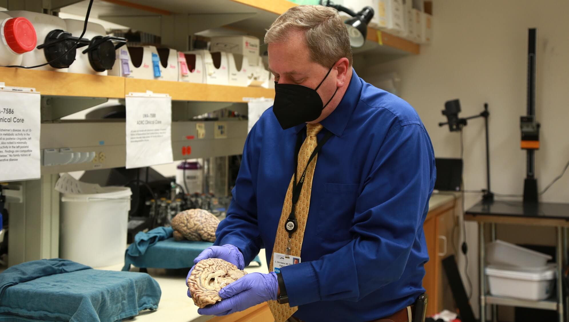 Man in blue shirt wearing mask examining human brain model in laboratory setting