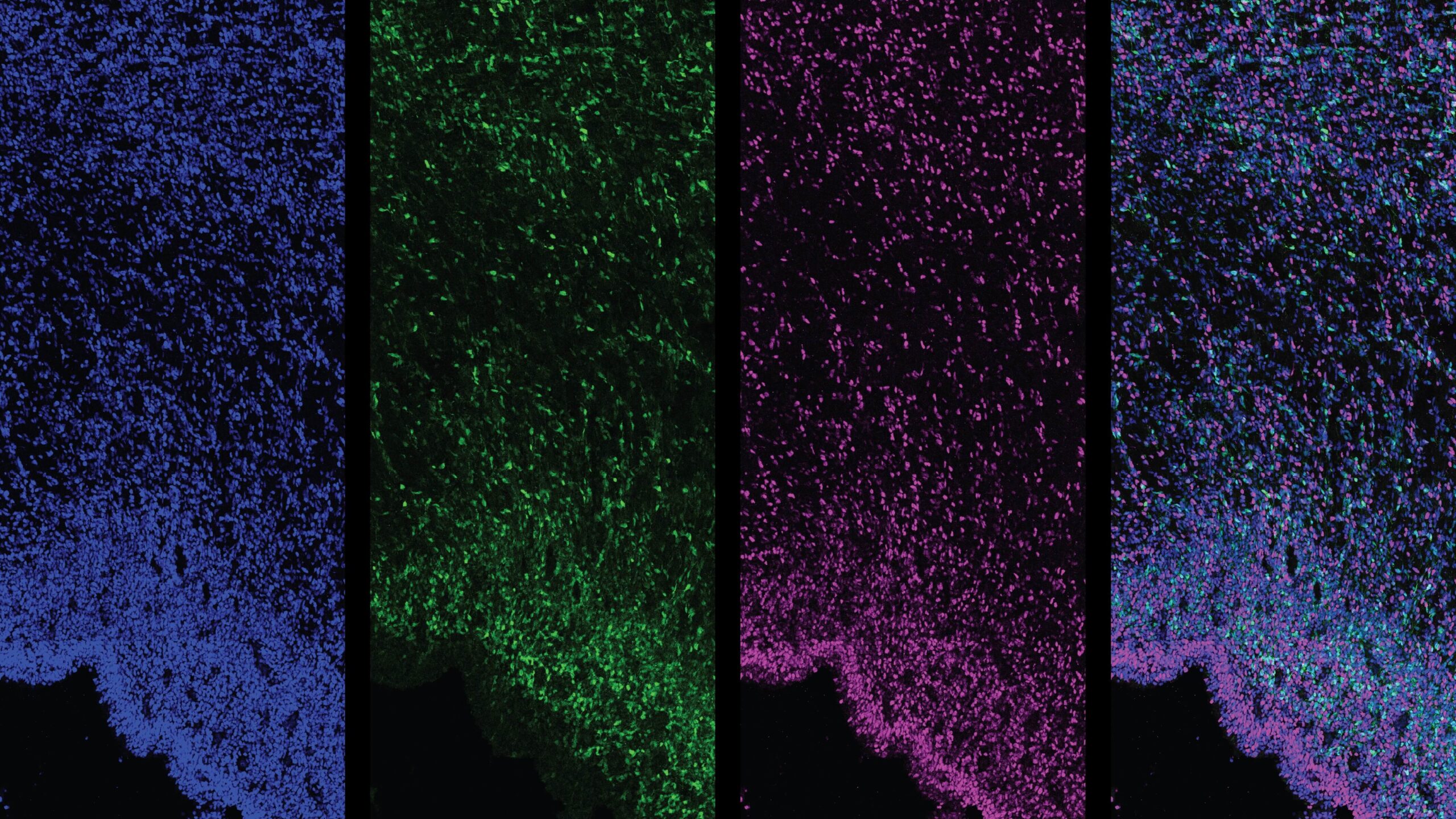 Four vertical panels with neon blue, green, magenta, and cyan glowing particle effects against black