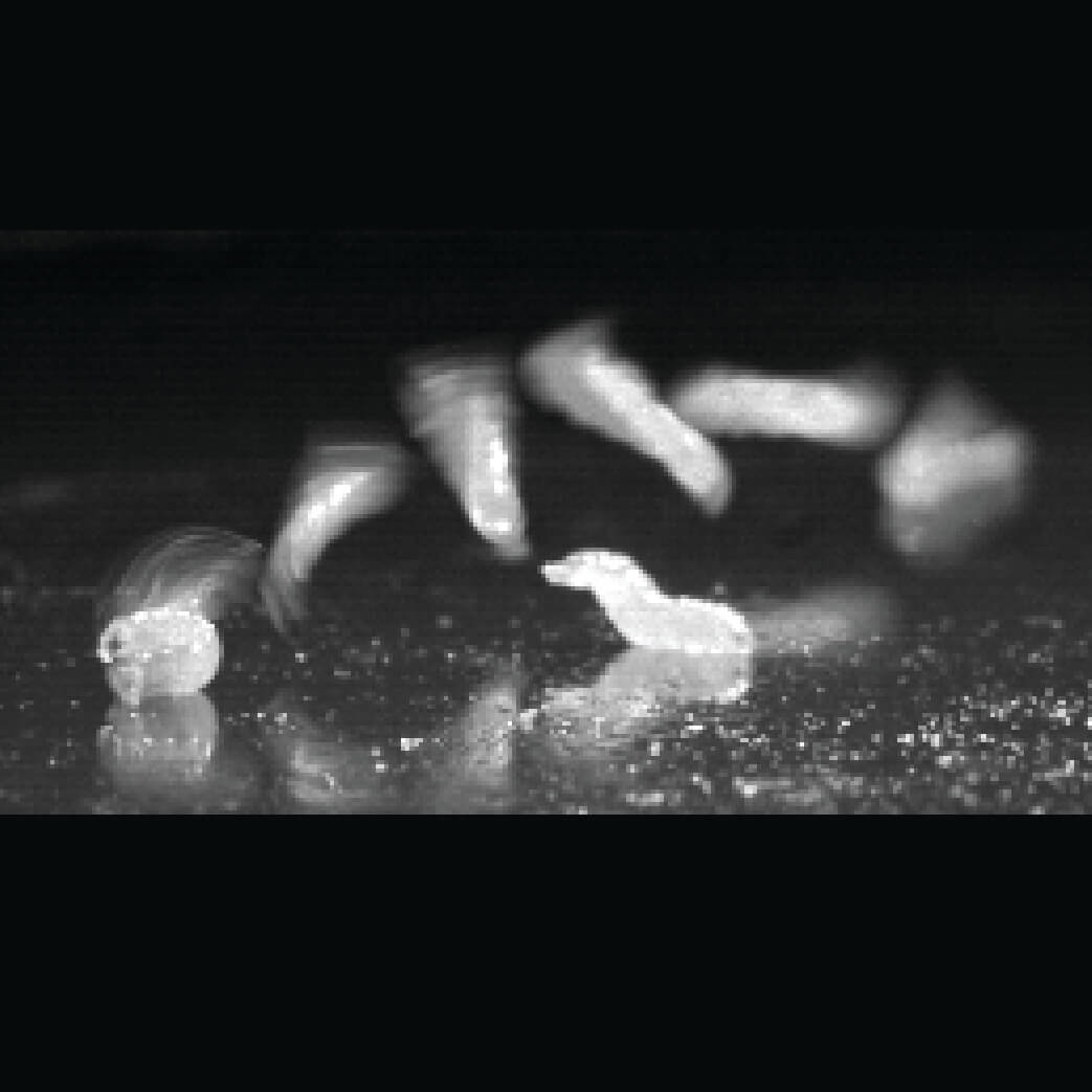 Microscopic image of curved rod-shaped bacteria cells on granular surface