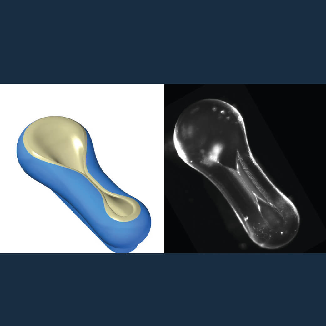 3D illustration of blue and cream seed or peanut shaped object on left, black microscopic organism on right