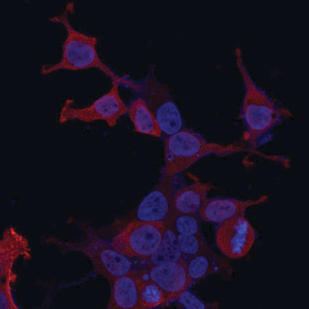 Fluorescent microscopy image showing cells with red cytoplasm and blue nuclei