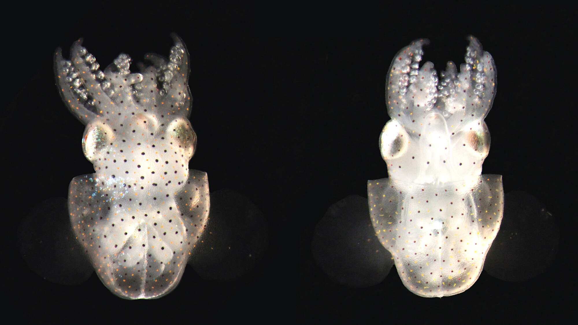 Baby squid of the species Euprymna scolopes, also known as Hawaiian bobtail squid, shortly after hatching. These cephalopods, an animal class that also includes octopuses and cuttlefish, are highly intelligent and have large brains. Photo composite by Robyn Crook, Ph.D. / San Francisco State University.