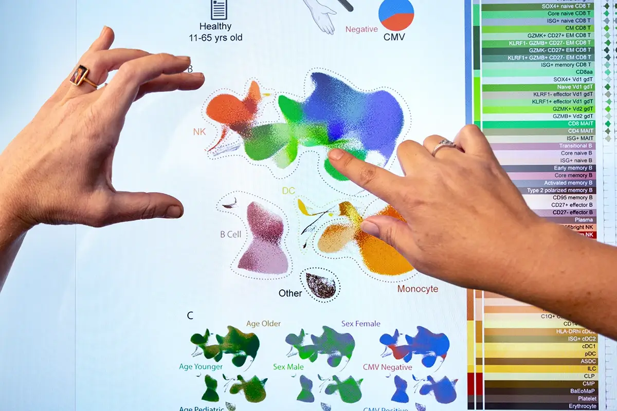 Hands holding immune cell diagram showing NK, B cells, monocytes, and CMV status classifications.
