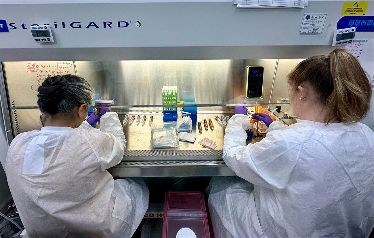 Two scientists in protective gowns working in a biosafety cabinet laboratory hood.