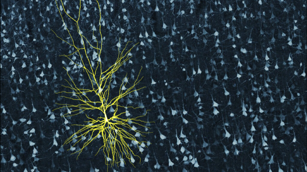 Artistic representation of a neuron