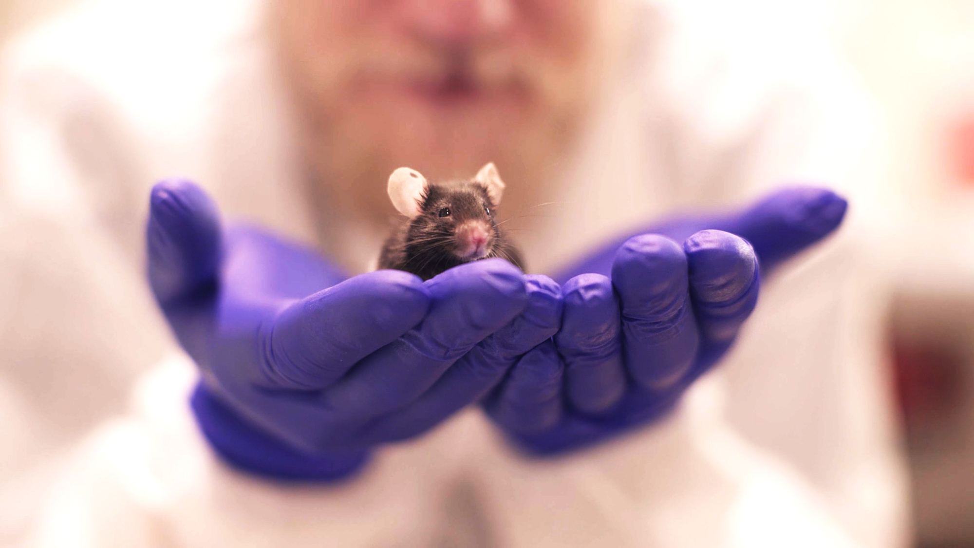 Researcher with a mouse