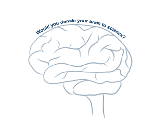hand drawn sketch of a human brain with text that says "would you donate your brain to science?" by Maddy Meuler/ Allen Institute