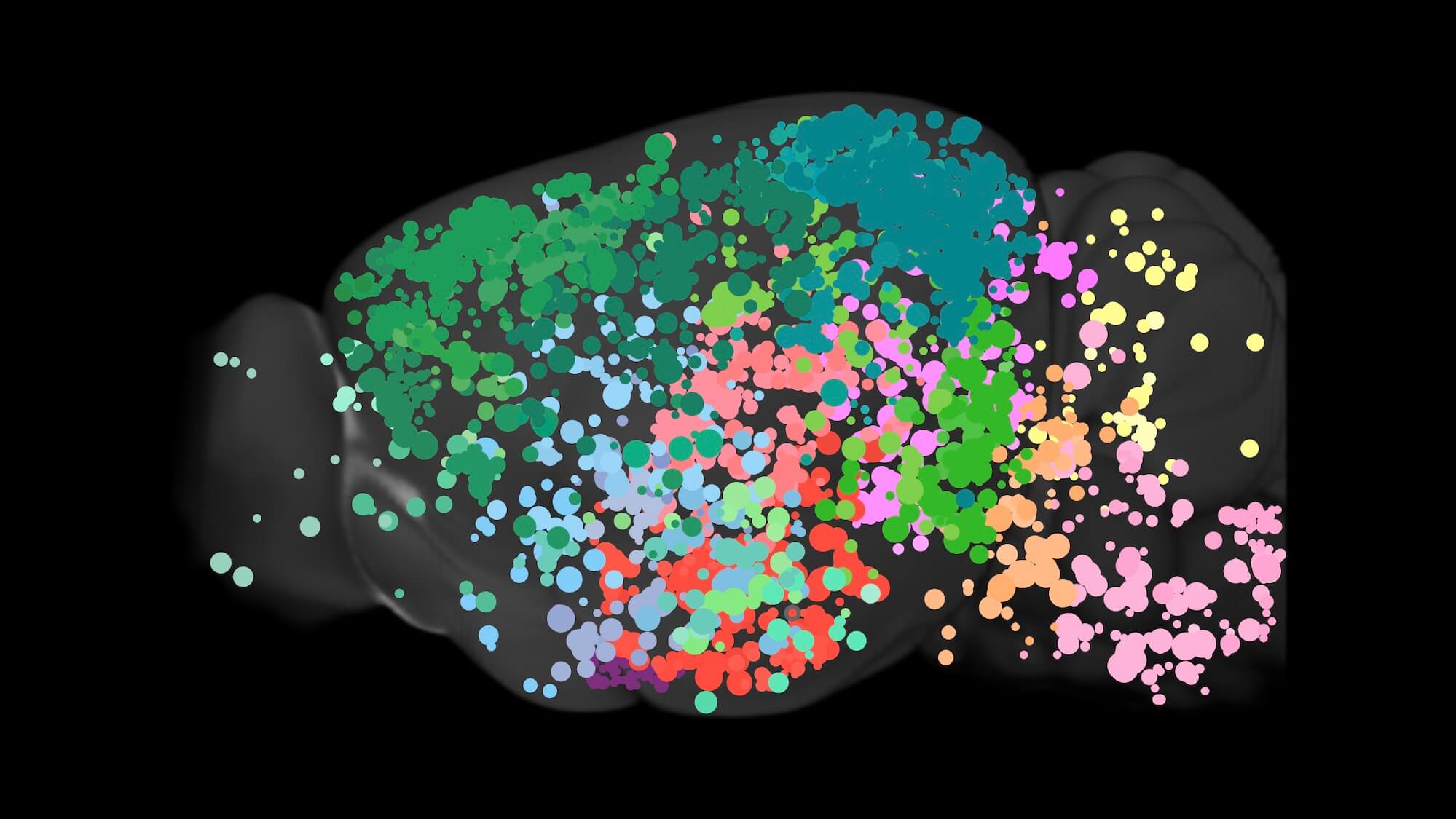 Colorful brain visualization with thousands of glowing circles representing neural networks and connectivity patterns.