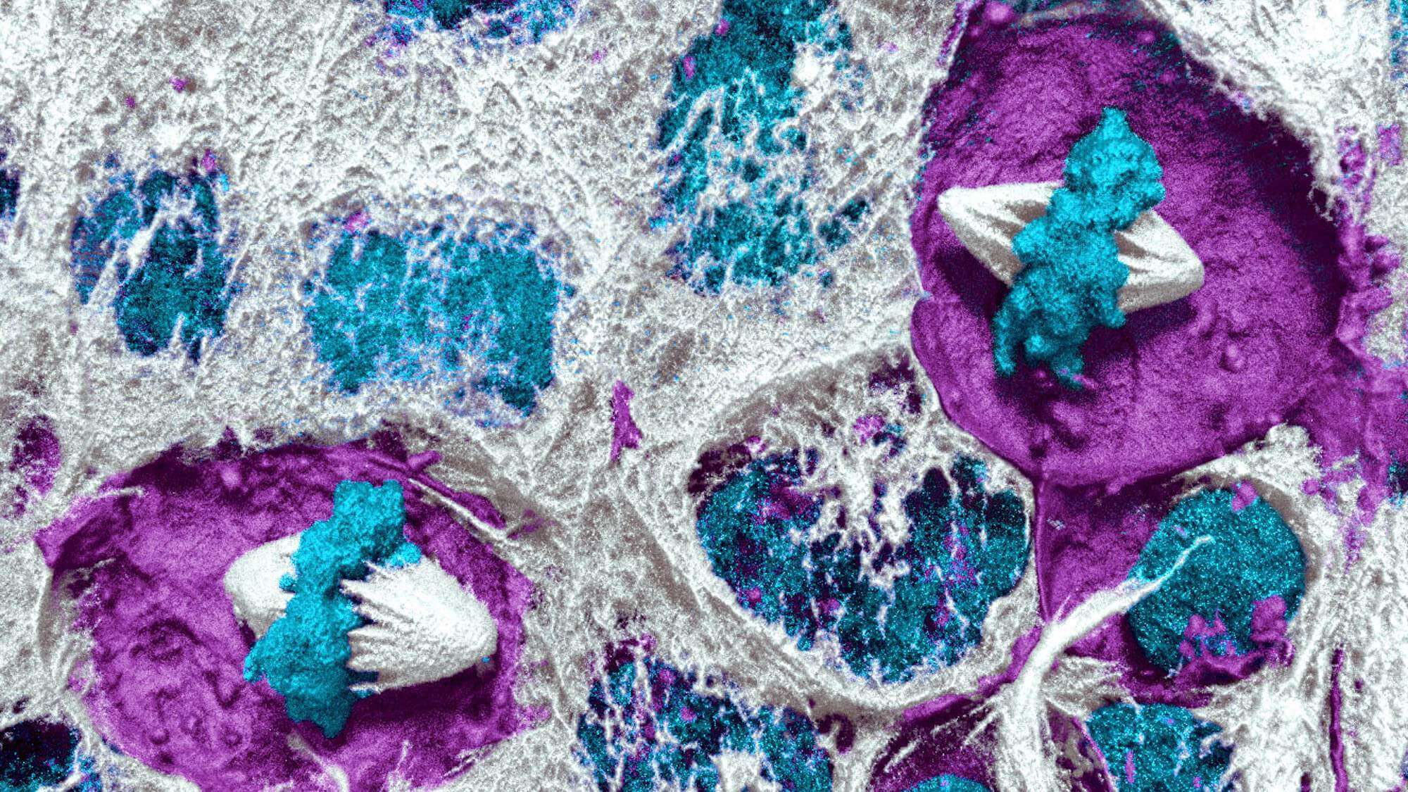 Colorful microscopic cells with magenta, cyan, and white structures in detailed scientific imagery.