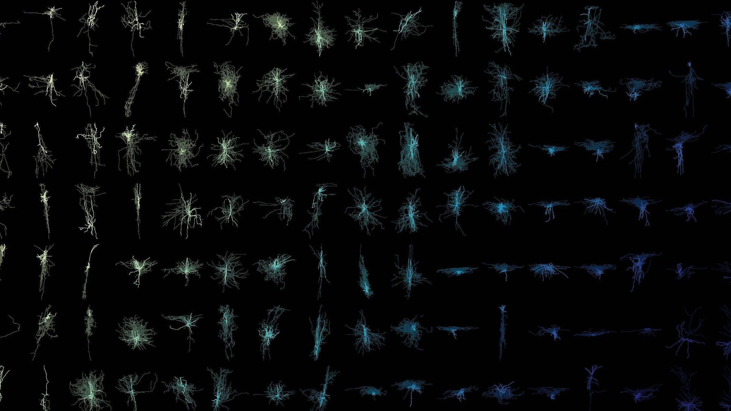 Grid of digitally generated neurons with branching dendrites in white, green, cyan, and blue colors
