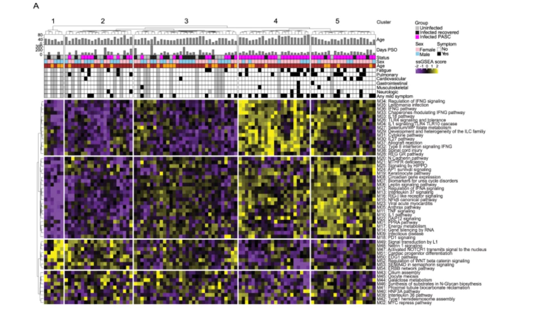 Heatmap showing five patient clusters with gene expression patterns, clinical symptoms, and disease status data.