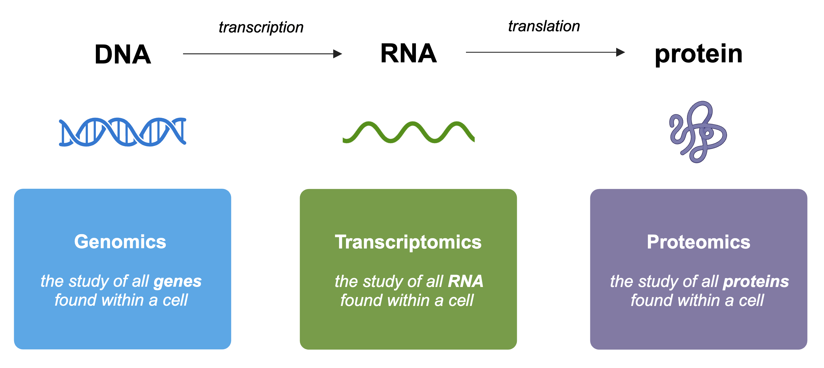 Flow chart of central dogma. A DNA molecule with an arrow to an RNA molecule with a label of "transcription," and then an arrow from the RNA molecule to a protein molecule with a label of "translation." Under DNA, there is a text box that reads "Genomics: the study of all genes found within a cell." Under RNA, there is a text box that reads "Transcriptomics: the study of all RNA found within a cell." Under protein, there is a text box that reads: "Proteomics: the study of all proteins found within a cell."
