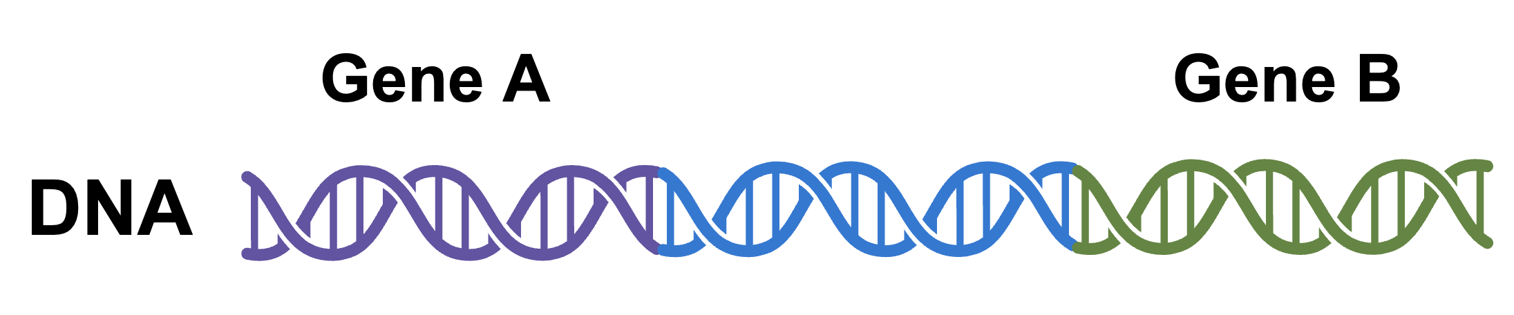 Double-stranded DNA with a region highlighted and titled "gene A," an unlabled region of DNA in the center, and another highlighted region titled "gene B."