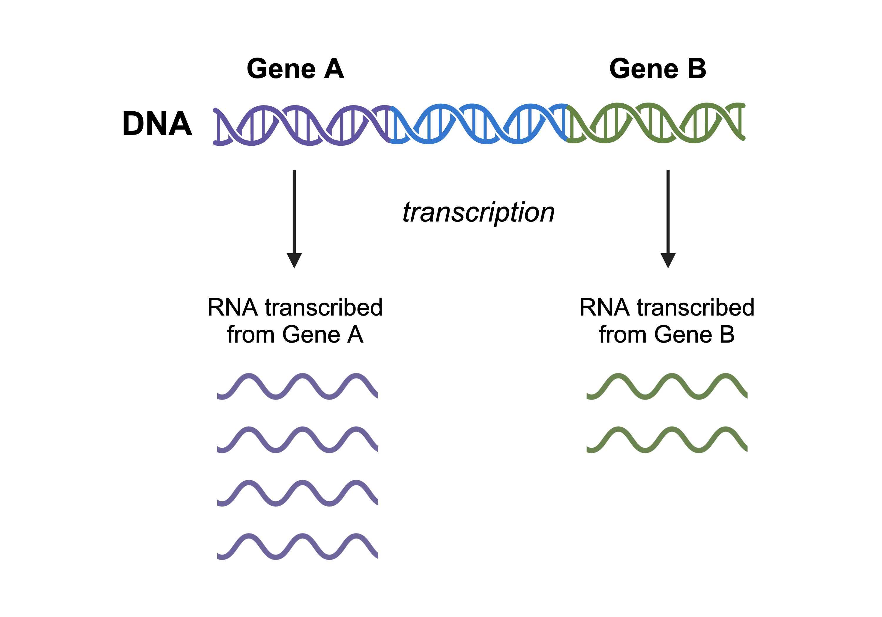 A long DNA molecule with three sections each with different colors. The first section is labeled "Gene A" with an arrow pointing down to 4 RNA molecules, labeled "RNA transcribed from Gene A." The last section of DNA is labeled "Gene B" with an arrow pointing down to 2 RNA molecules, labeled "RNA transcribed from Gene B."