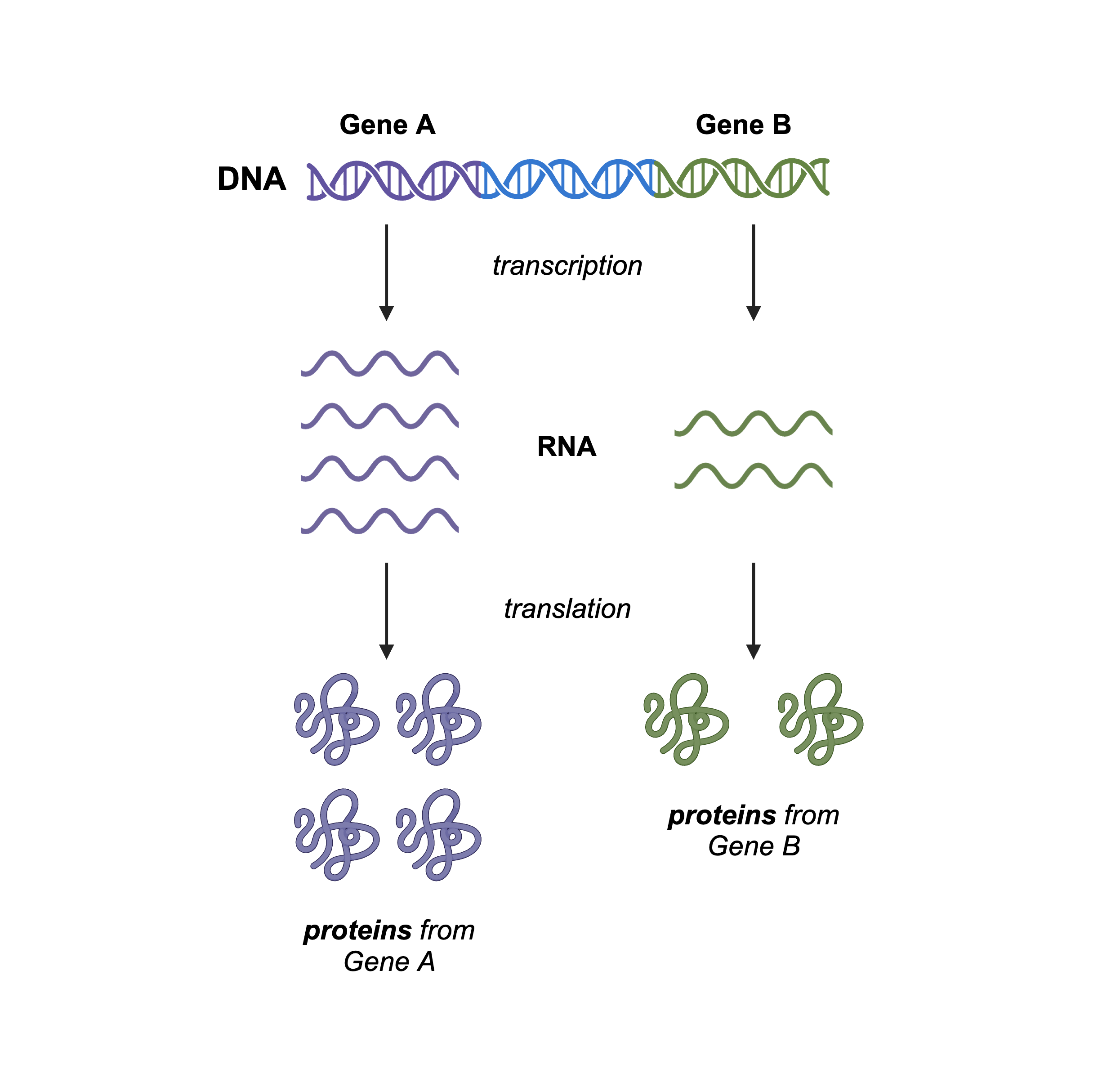 A diagram showing the central dogma. Gene A is being expressed at higher levels than Gene B as evidenced by the fact that there are twice as many protein A molecules as protein B molecules present.