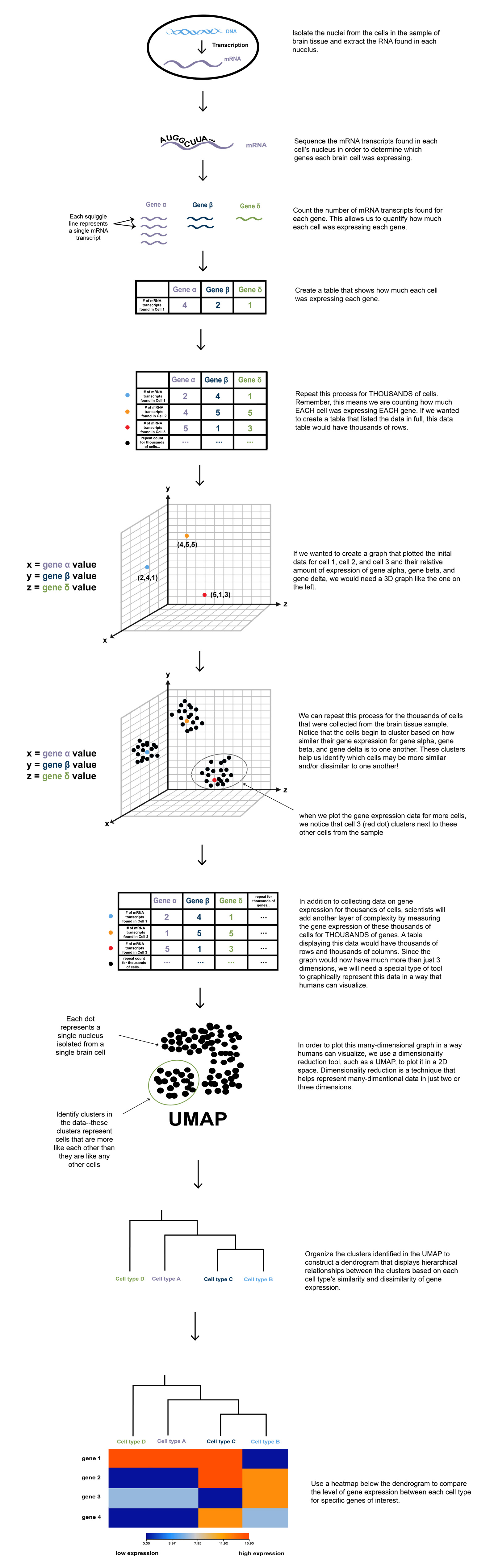 Graphic explaining how to construct and analyze a UMAP using transcriptomic data.