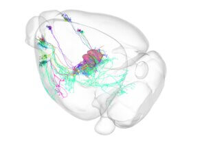 Transparent brain model showing colorful neural pathways and connections in 3D visualization