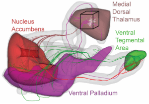 Brain anatomy diagram showing nucleus accumbens, medial thalamus, ventral tegmental area, ventral palladium.