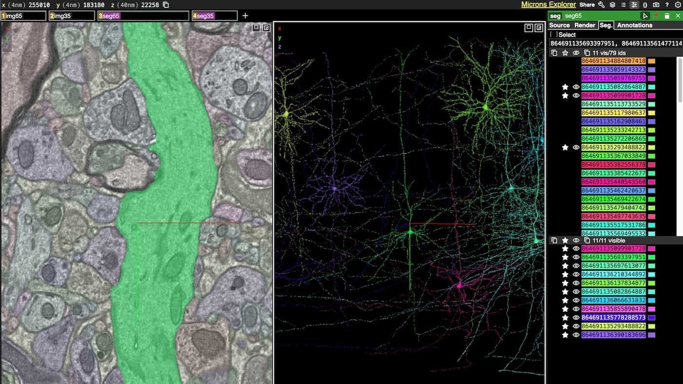 Microns Explorer software displaying segmented microscopy images with fluorescent neural networks and cellular structures.