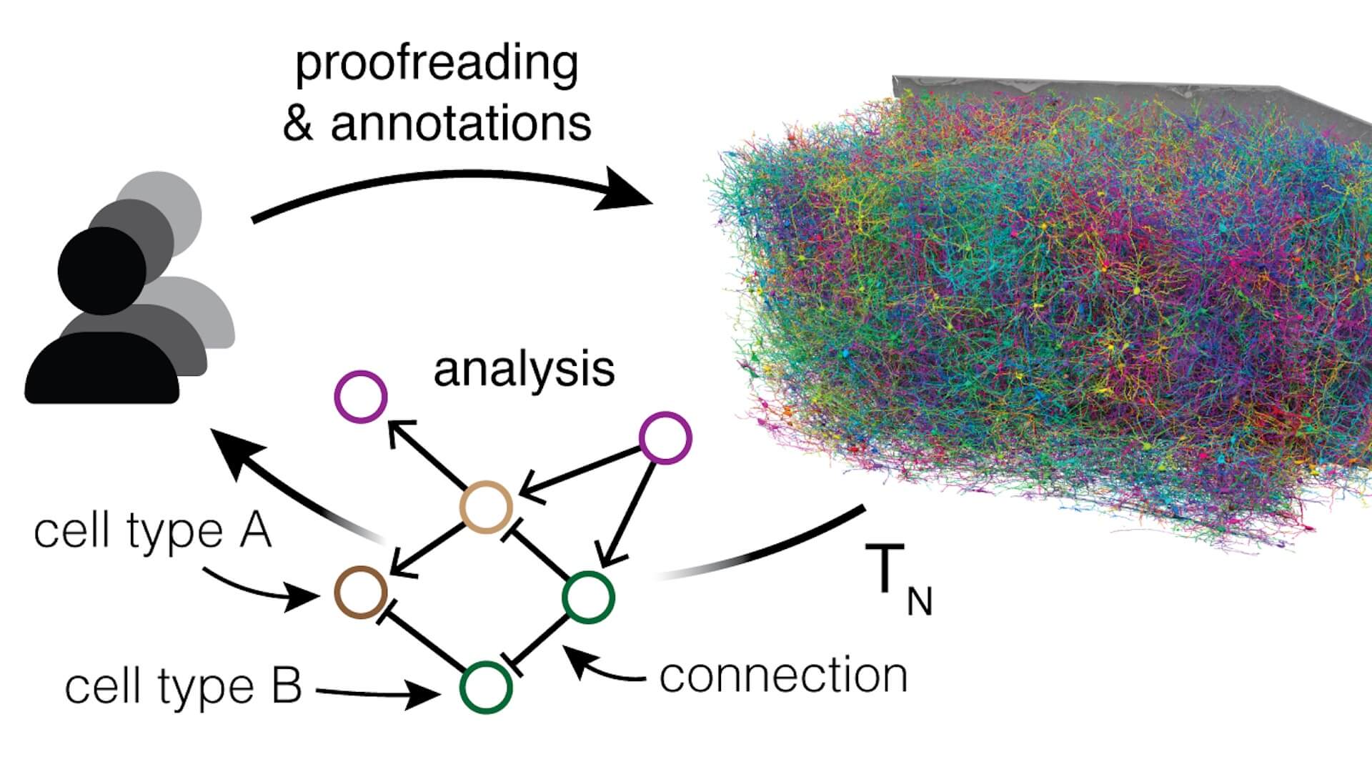 Workflow diagram showing cell types A and B analyzed to generate colorful network visualization