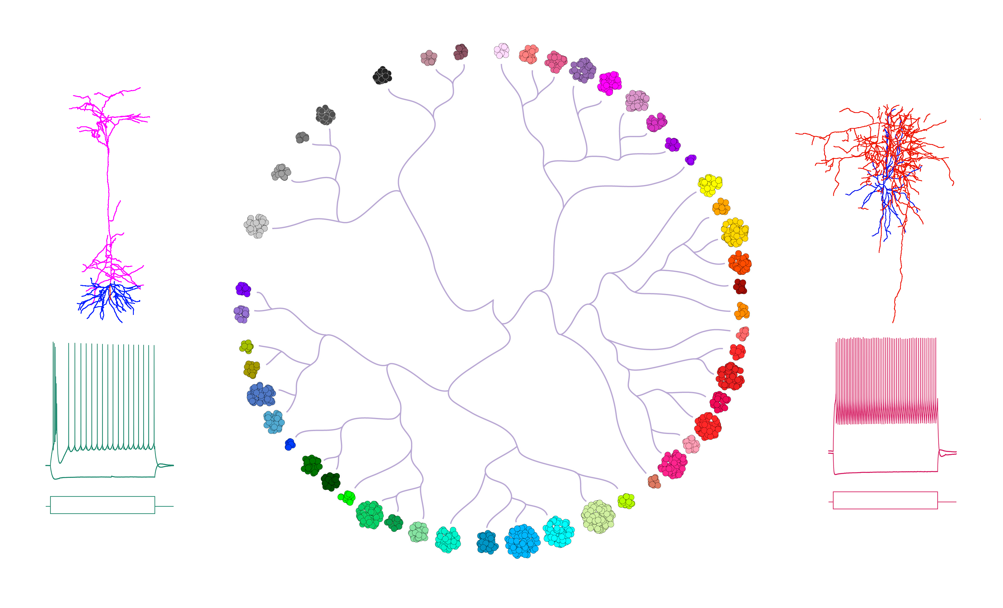 Circular dendrogram with colored molecular nodes and branching tree structures showing hierarchical relationships.