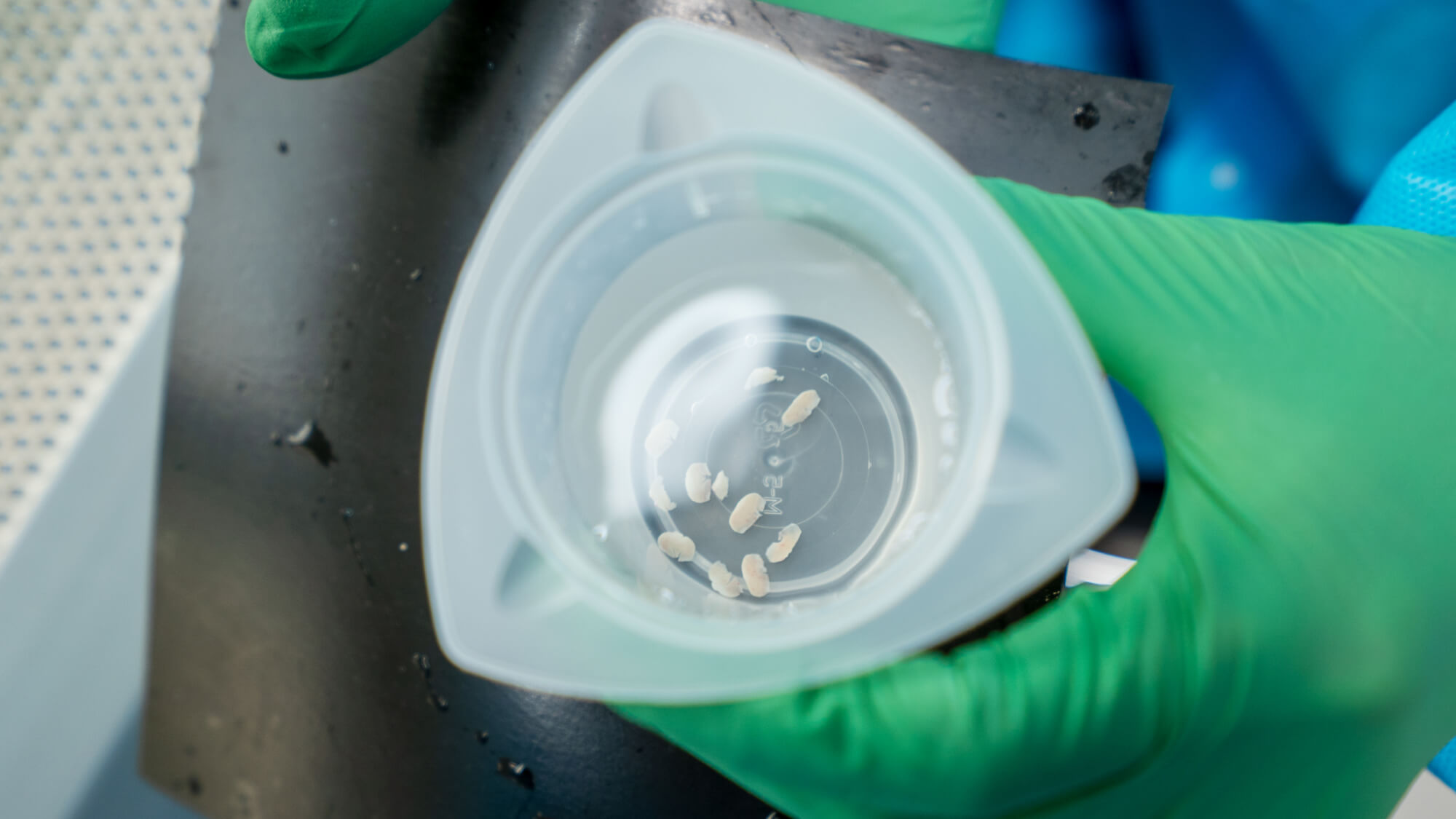 Close-up of petri dish with bacterial colonies held by gloved hand