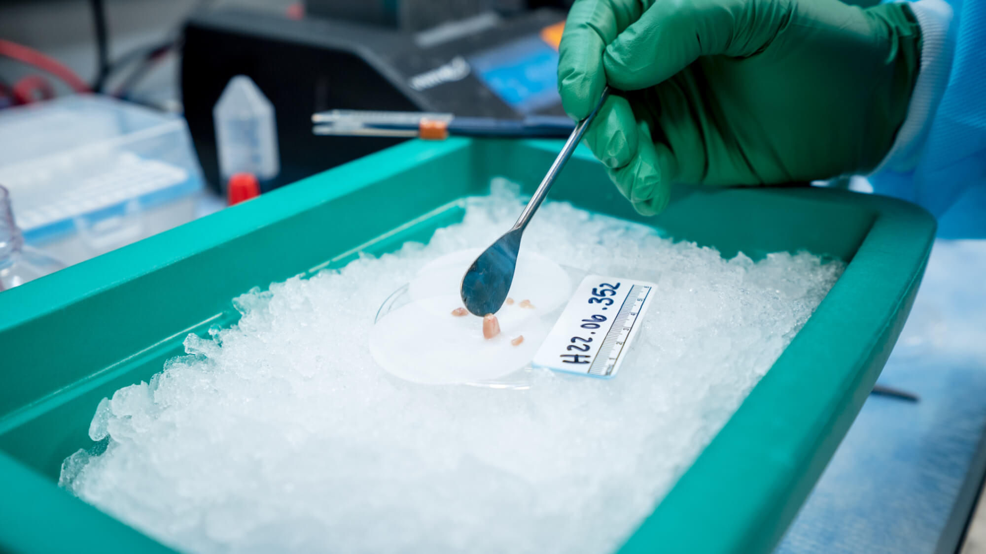 Scientist in green gloves uses brush to examine specimen in ice-filled laboratory tray.