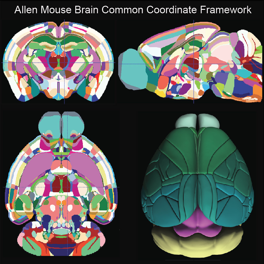 Allen Mouse Brain Common Coordinate Framework anatomical atlas showing cross-sectional brain regions.