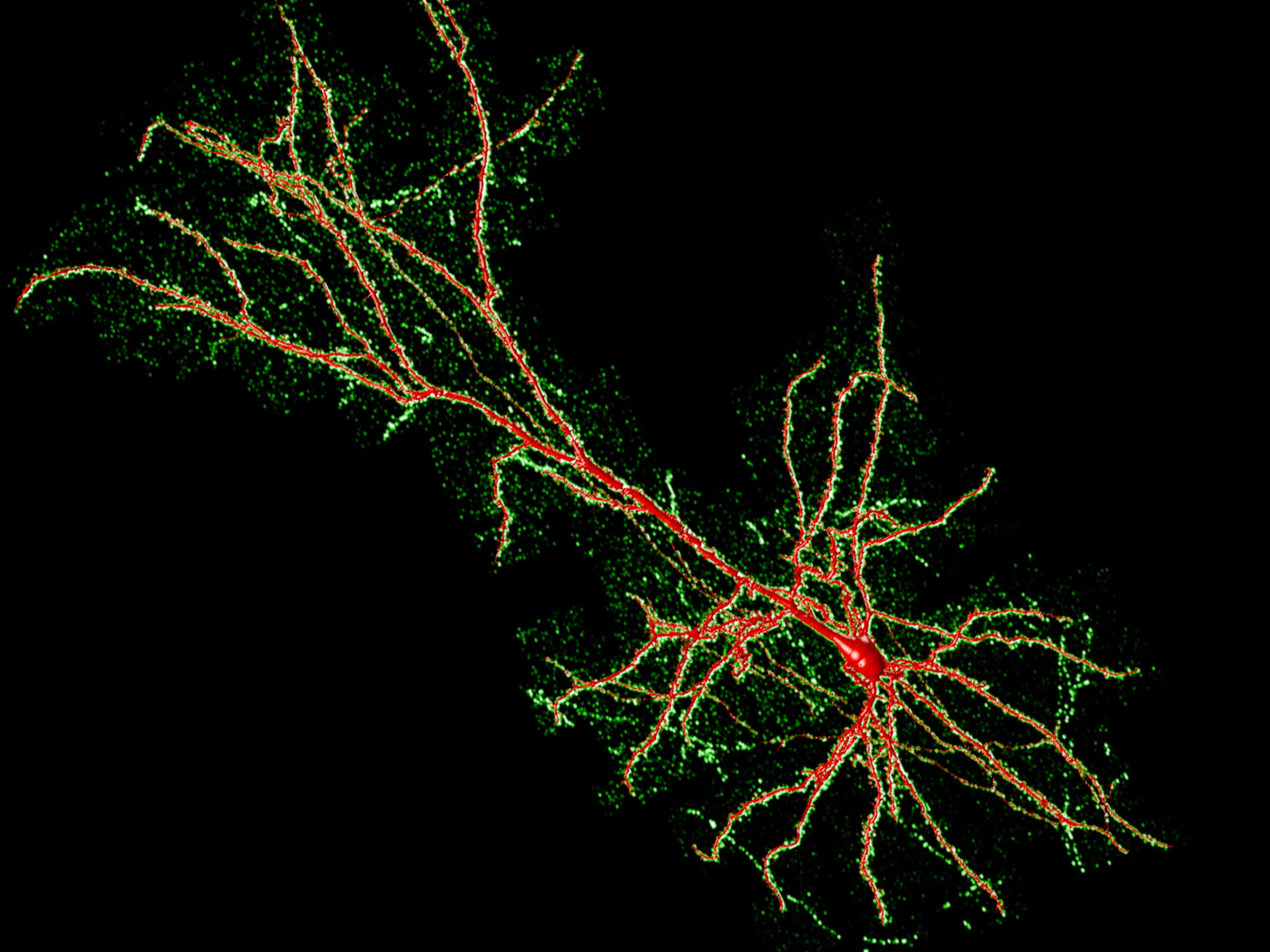 Colorful neural network visualization with branching dendrites and red soma on black background
