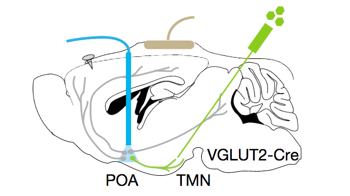 Brain injection diagram showing viral vector delivery to VGLUT2-Cre neurons via TMN and POA.