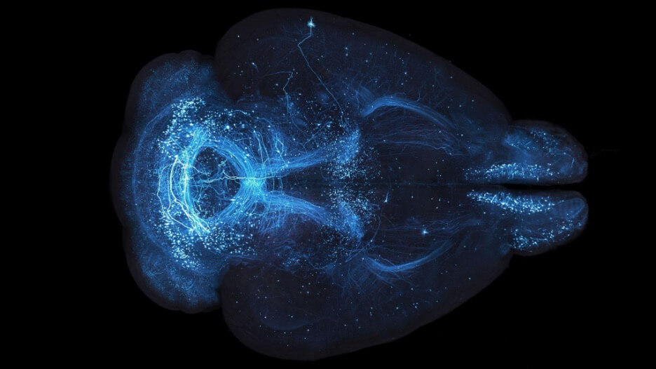 Bioluminescent jellyfish with glowing blue tentacles against black background