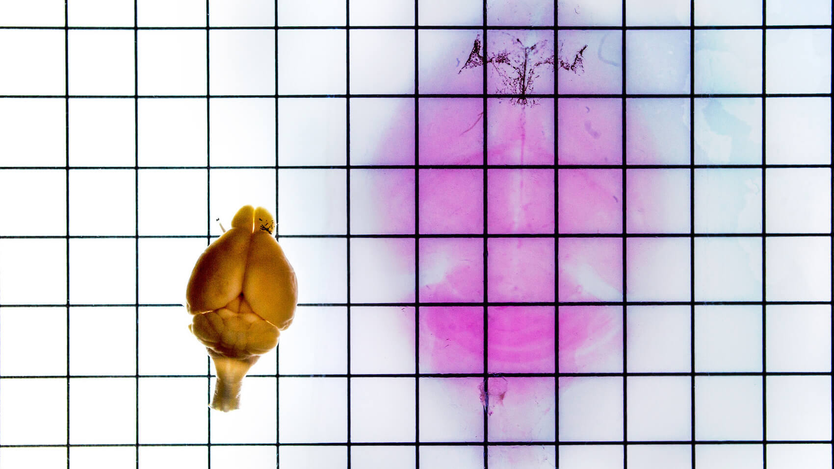 Golden flower bud against grid background with purple and pink gradient watercolor