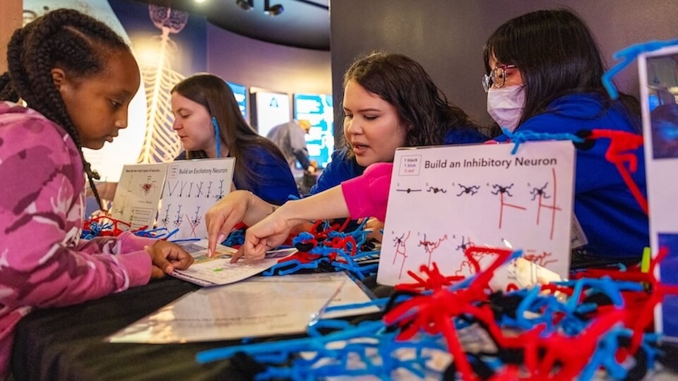 Children explore neuron building activity at interactive science museum exhibit