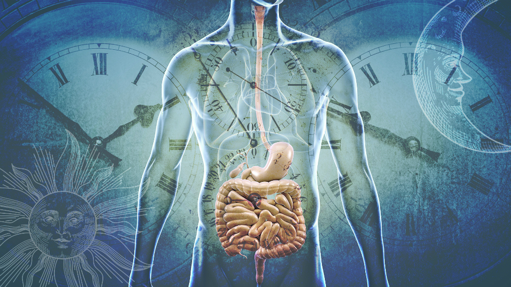 Medical illustration showing human anatomy with fetus, organs, clocks, and celestial symbols representing life cycles.