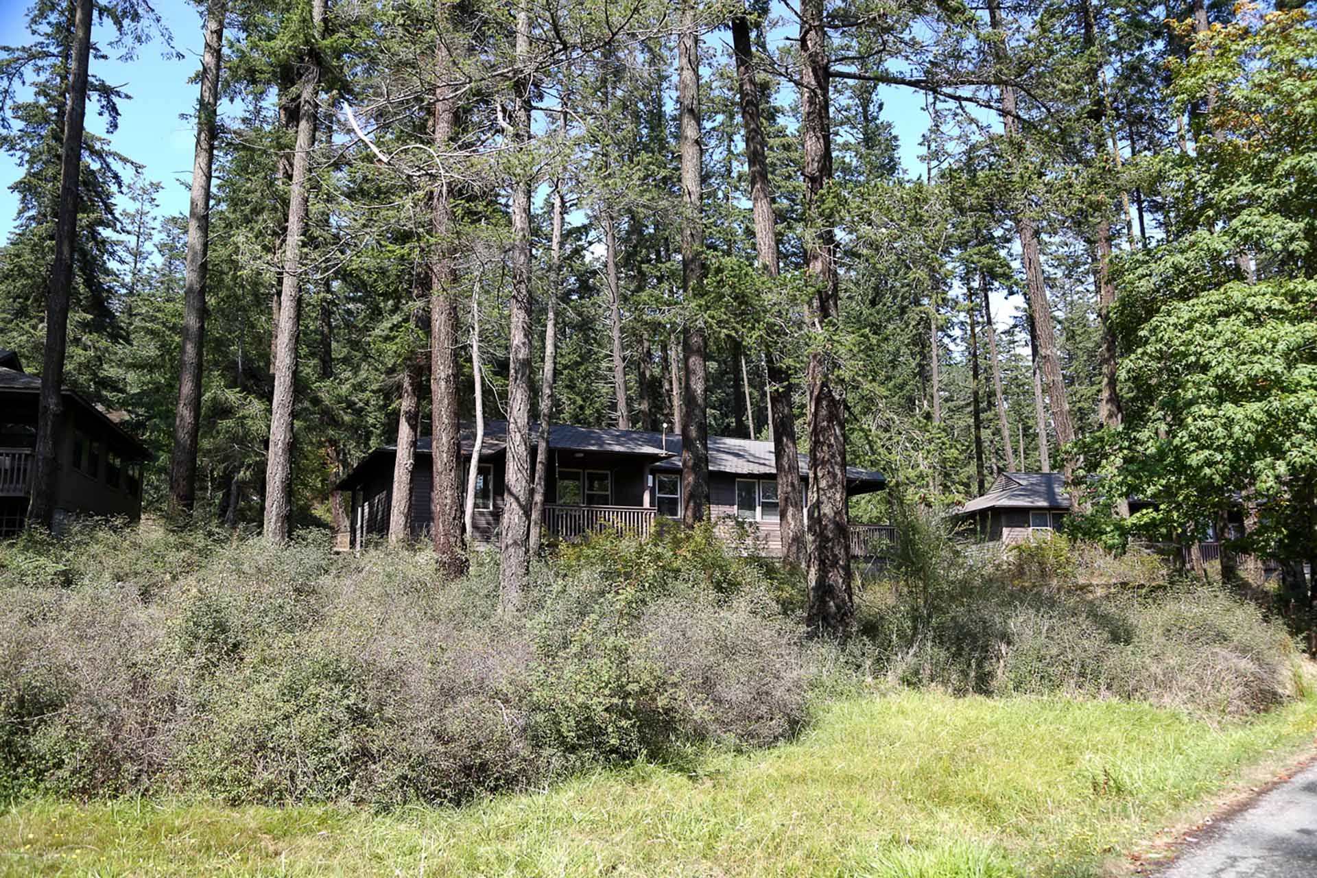 Residential houses nestled among tall pine trees in a forested area with clear blue sky